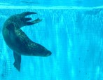 seal