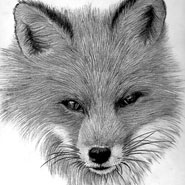 Illustrations 2006 - Present Illustrations 2006 - Present