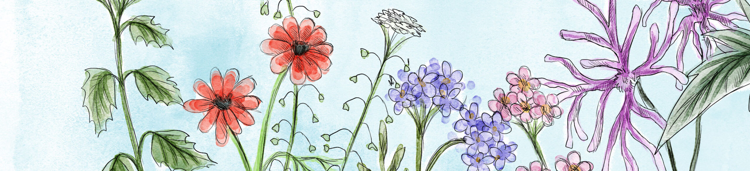 flower illustrations