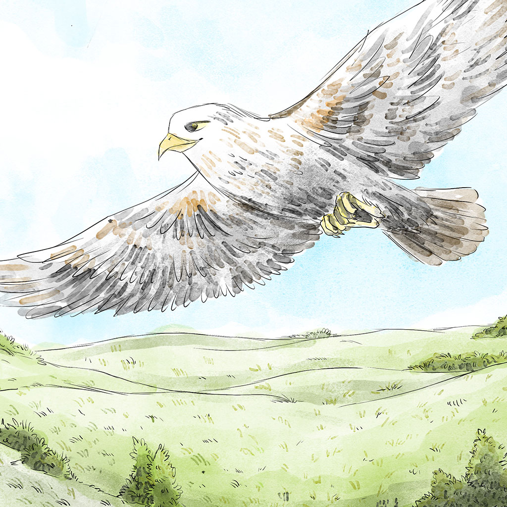 hawk illustration