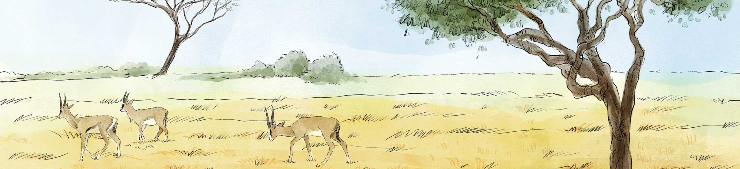 childrens book illustrator