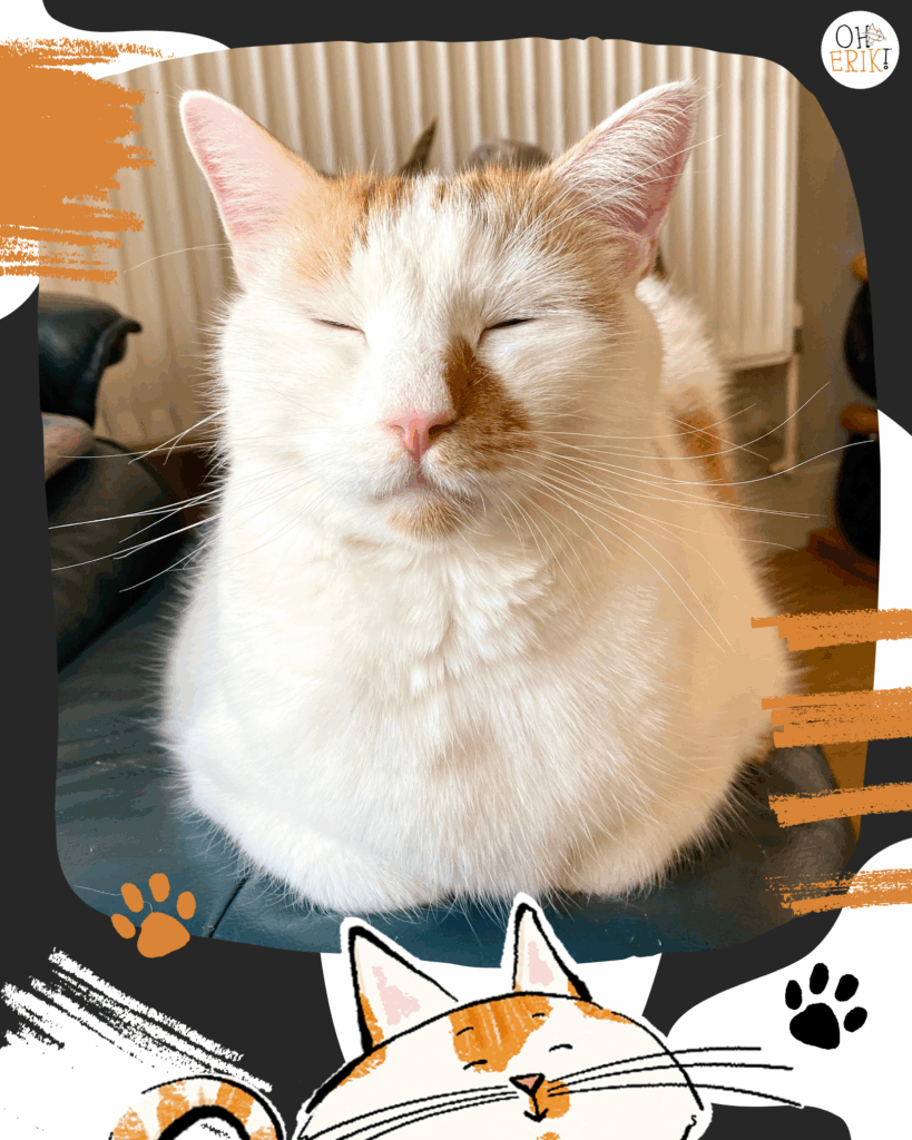 Oh Erik cat brand