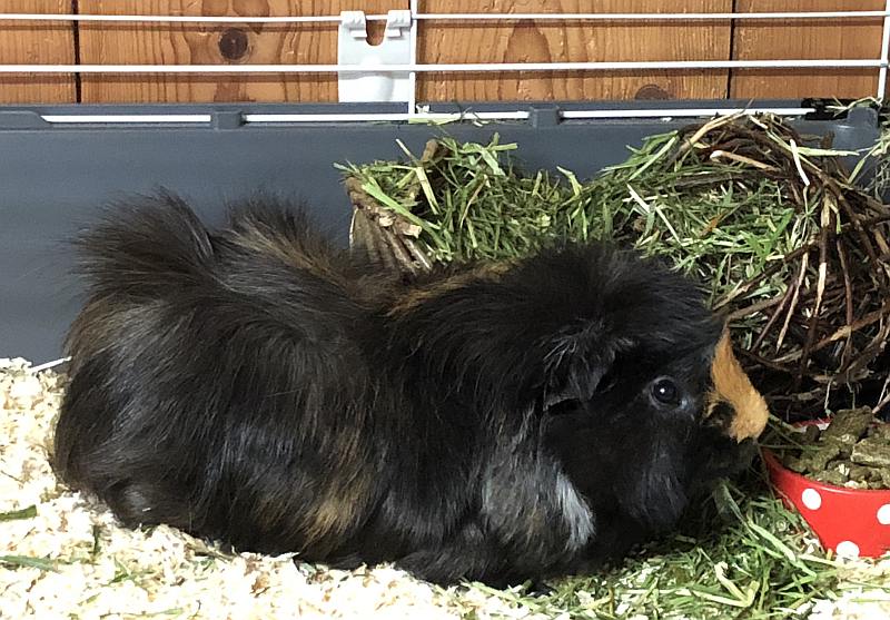 Geoffrey - Guinea Pig